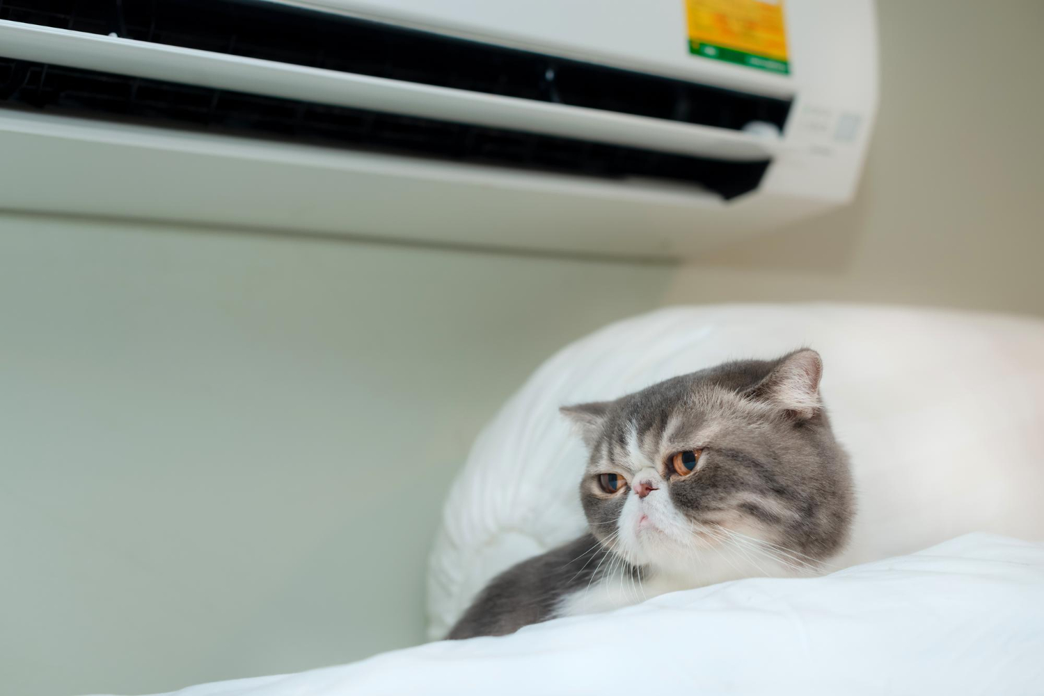 AC for pets